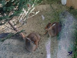 Tiergarten Schönbrunn am 27.01.2026